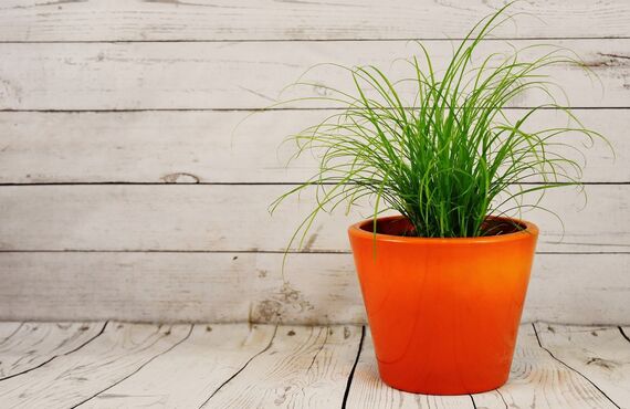 最適なプランニングで安心のご対応をいたします | 広島市で観葉植物のレンタルを行うグリーンポケット広島西店