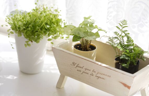 風水好きの方の運気を呼び込む植物を提案します | 広島市で観葉植物のレンタルを行うグリーンポケット広島西店