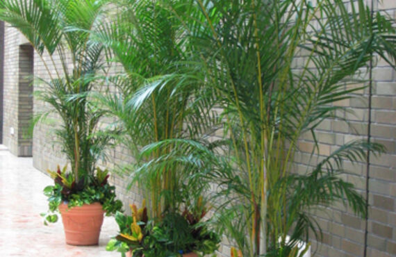 広島市で風水にまつわる観葉植物をレンタルできます。グリーンポケット広島西店。