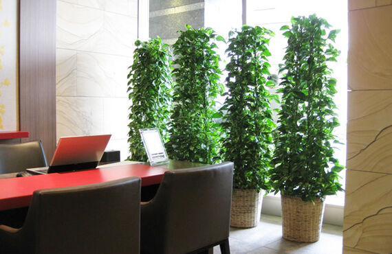 東広島市で観葉植物の導入を検討中のみなさまへ。観葉植物は「買う」から「借りる」へ。グリーンポケット広島西店。