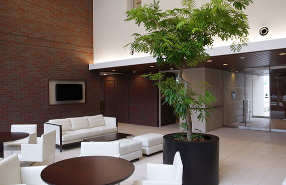 室内環境に応じた観葉植物選びはグリーンレンタルにお任せください。グリーンポケット広島西店
