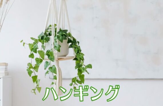 「置く」観葉から「飛ぶ」観葉へ。空間をグリーンに染めてみませんか？観葉植物レンタルはグリーンポケット広島西
