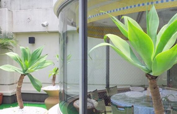 オフィスや店舗に観葉植物を置きたいけれどどうすればいいの？◎グリーンポケット広島西店