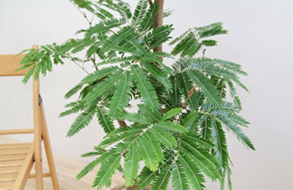 エバーフレッシュはネムの木の仲間。日が暮れると葉が閉じます◎広島で観葉植物のレンタルはグリーンポケット広島西