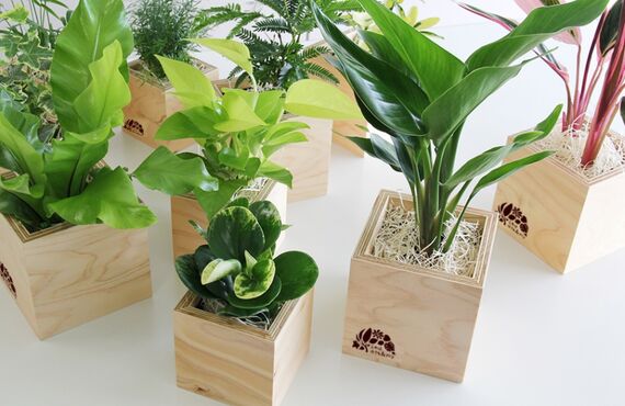 呉市、東広島市ほか県内全域でグリーンレンタルサービスを実施中◎グリーンポケット広島西