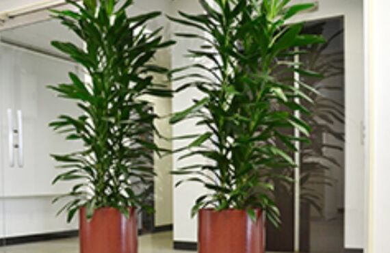 艶がある濃いグリーンで丸みを帯びた葉が特徴の植物「グローカル」◎グリーンレンタルはグリーンポケット広島西