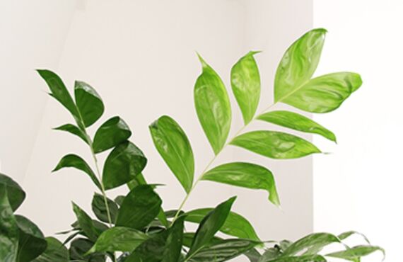 「コーセーチャメドレア」はツヤがあり少し縮れたような葉が特徴的な植物です◎グリーンポケット広島西