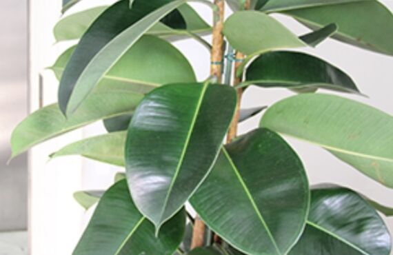 「ゴムの木」は成長も旺盛で丈夫で育てやすい植物です◎グリーンレンタルはグリーンポケット広島西