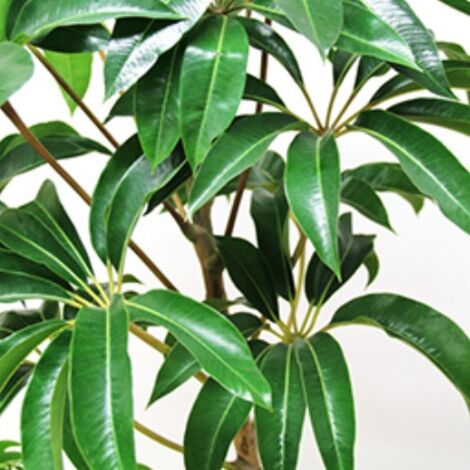 ツピタンサス は葉の形が傘のようなのでアンブレラツリーとも呼ばれています グリーンポケット広島西