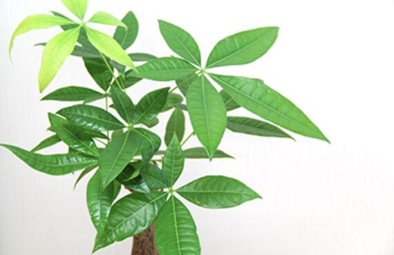手のひらのような葉で幹の根元が太くなる独特な樹形が特徴の観葉植物「パキラ」◎グリーンポケット広島西