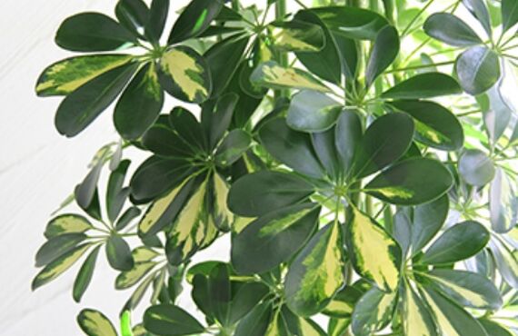 濃い緑と合わせた寄せ植えで挿し色として活躍する斑入りカポック◎グリーンレンタルはグリーンポケット広島