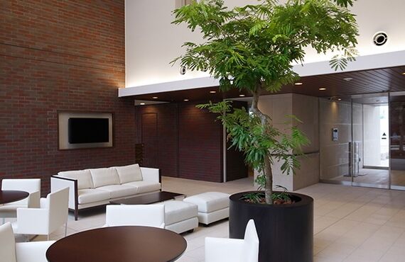 お好きな観葉植物をレンタルで。癒しの空間づくりに貢献します◎グリーンレンタルはグリーンポケット広島西