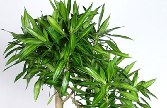 観葉植物の購入とレンタルグリーンの違いについて◎グリーンレンタルはグリーンポケット広島西