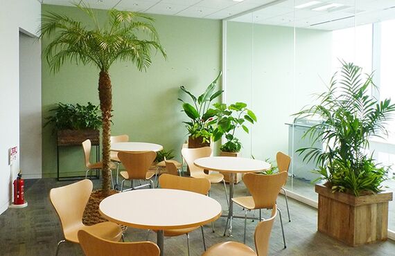 観葉植物で空間の質と印象が大きく変わります◎広島市のグリーンレンタルはグリーンポケット広島西