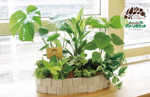 机の上に「小さな森」が広がります◎広島市のグリーンレンタルはグリーンポケット広島西