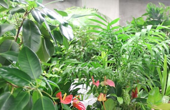 観葉植物のメンテナンスはプロにお任せ！◎広島市のグリーンレンタルはグリーンポケット広島西