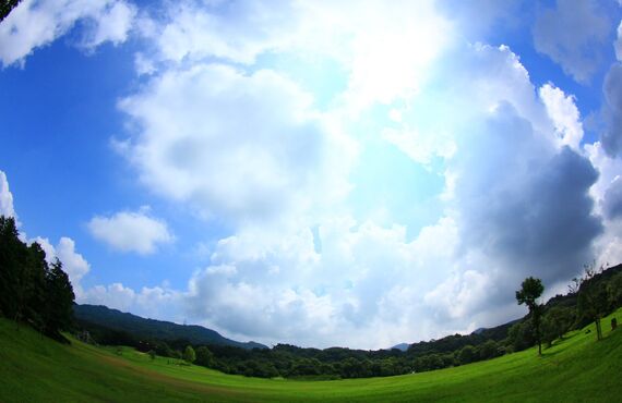 観葉植物に関するすべての管理はお任せください◎広島市のグリーンレンタルはグリーンポケット広島西