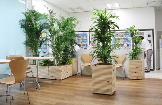 設置する場所や求める雰囲気に合わせて植物をコーディネートします◎広島の観葉植物レンタルはグリーンポケット広島西