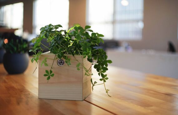 デスクまわりに置けるミニタイプのグリーンです◎広島市のグリーンレンタルはグリーンポケット広島西