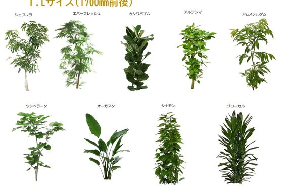 まずは植物のサイズをお選びください◎広島市のグリーンレンタルはグリーンポケット広島西
