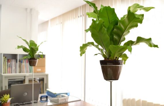 グリーンが持つリラックス効果や視覚疲労の回復効果があります◎広島市の観葉植物レンタルはグリーンポケット広島西