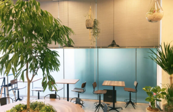 自宅の植物のメンテナンスをして欲しいと言ったご要望に応えます◎広島市の観葉植物レンタルはグリーンポケット広島西