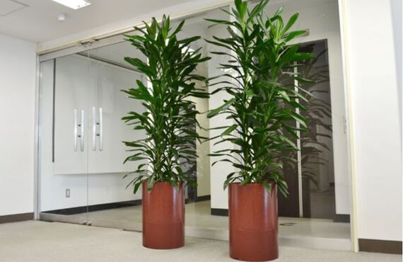 福利厚生の推進にグリーンレンタルを-１◎広島市の観葉植物レンタルはグリーンポケット広島西