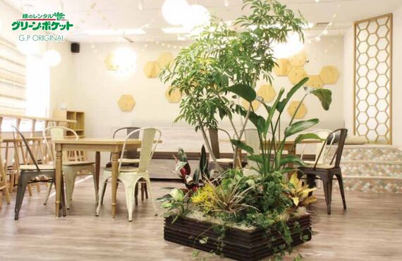 広島市中区でお安く観葉植物の設置をお考えの会社様にレンタルグリーンをおすすめします