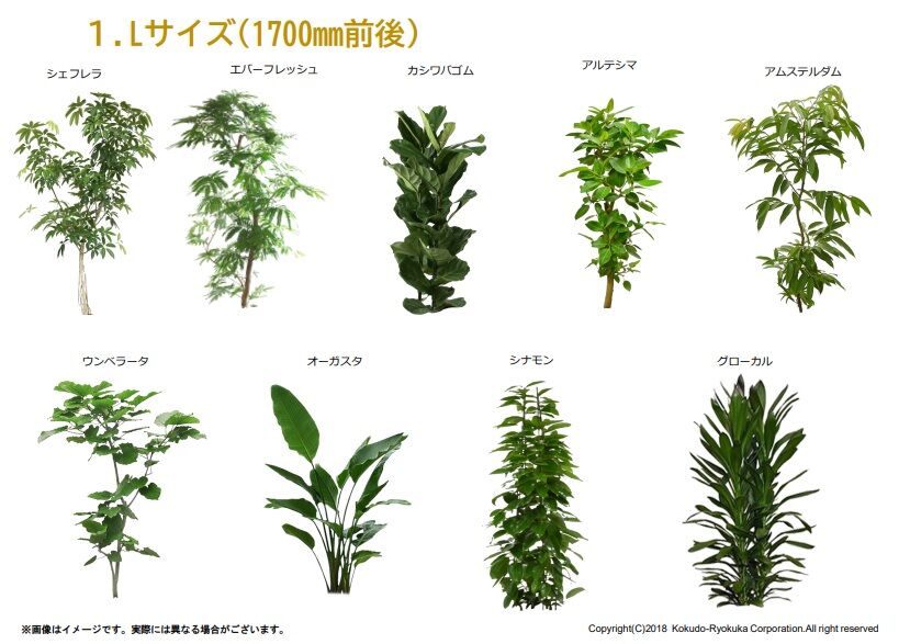 観葉植物Lサイズ