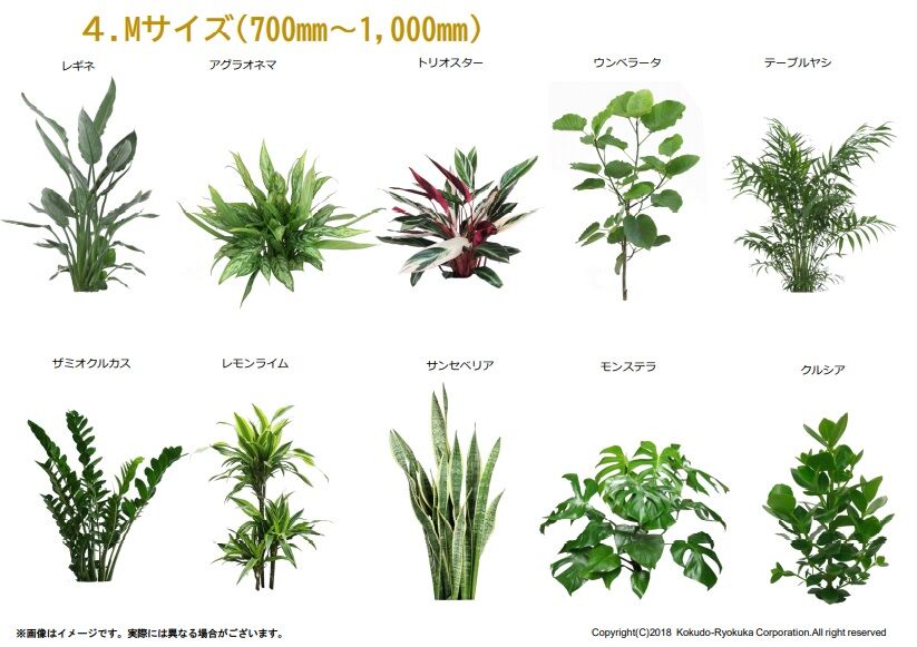 観葉植物Mサイズ