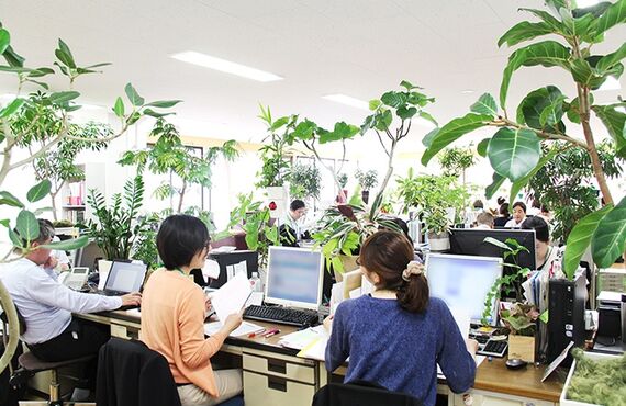 観葉植物レンタルを活用し職場の課題を解決する福利厚生プラン①広島市の観葉植物レンタルはグリーンポケット広島西