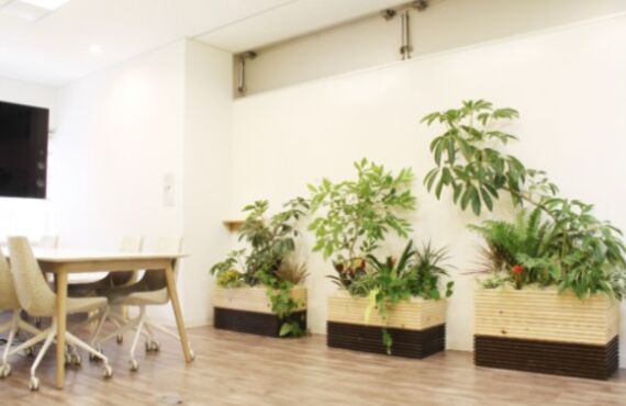 観葉植物レンタルを活用し職場の課題を解決する福利厚生プラン③広島市の観葉植物レンタルはグリーンポケット広島西