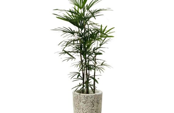幹の表面が細かい繊維質で覆われているヤシの仲間◎広島市の観葉植物レンタルはグリーンポケット広島西