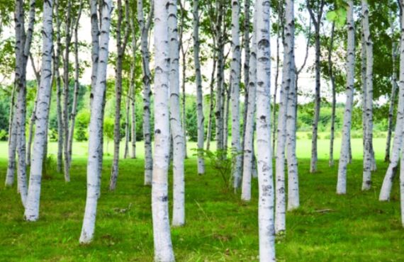 天然の白樺をオフィスにお届けします◎広島市の観葉植物レンタルはグリーンポケット広島西