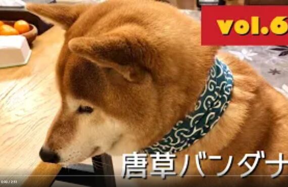 看板犬ハチと観葉植物のストーリー③◎広島市の観葉植物レンタルはグリーンポケット広島西