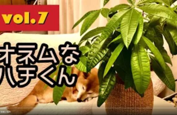 看板犬ハチと観葉植物のストーリー④◎広島市の観葉植物レンタルはグリーンポケット広島西