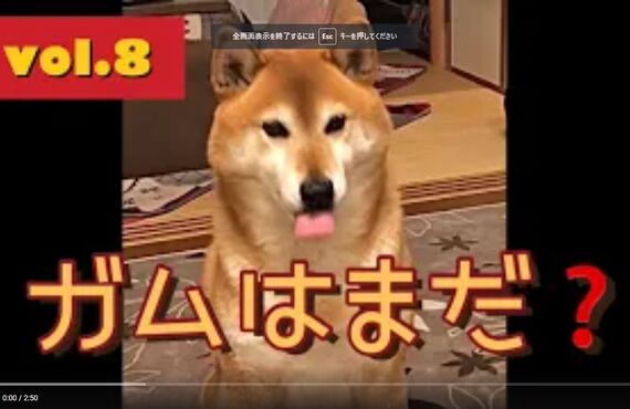看板犬ハチと観葉植物のストーリー⑤◎広島市の観葉植物レンタルはグリーンポケット広島西