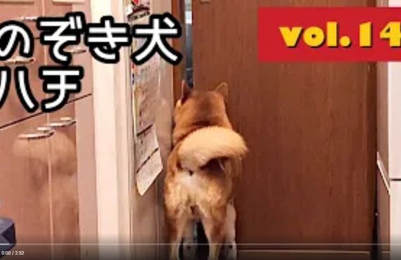 看板犬ハチと観葉植物のストーリー⑪◎広島市の観葉植物レンタルはグリーンポケット広島西