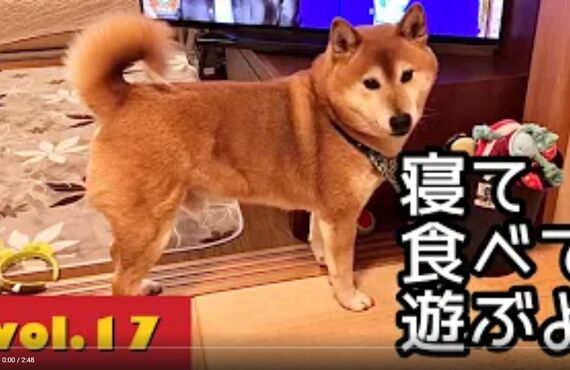 看板犬ハチと観葉植物のストーリー⑬◎広島市の観葉植物レンタルはグリーンポケット広島西