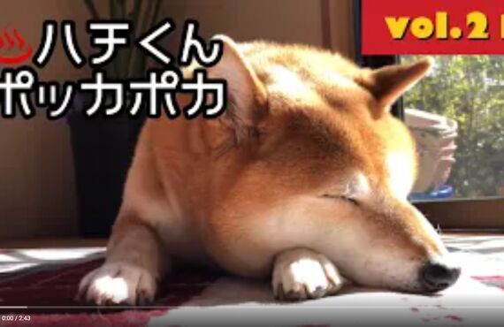 看板犬ハチと観葉植物のストーリー⑯◎広島市の観葉植物レンタルはグリーンポケット広島西