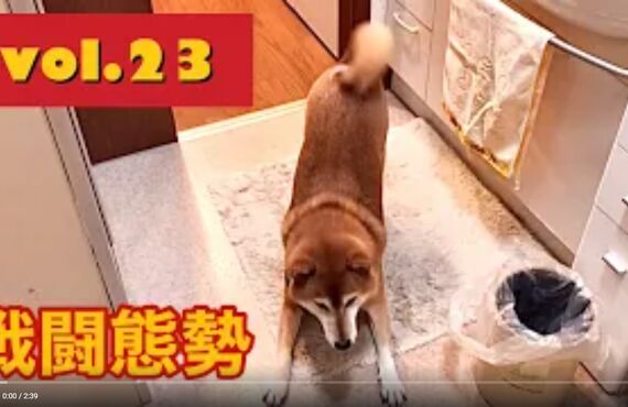 看板犬ハチと観葉植物のストーリー⑱◎広島市の観葉植物レンタルはグリーンポケット広島西