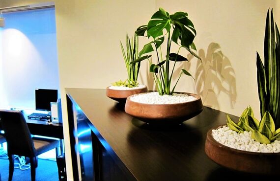 癒しの空間づくりに観葉植物を◎広島市の観葉植物レンタルはグリーンポケット広島西