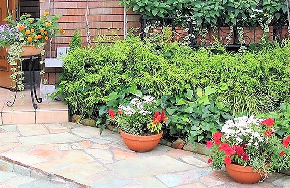 訪れたお客様や社員の方々に緑の持つ生命力を伝えます◎広島市の観葉植物レンタルはグリーンポケット広島西