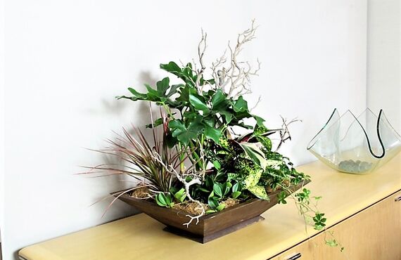 樹齢40年の国産ヒノキ材を用いた寄せ植えプランター◎広島市の観葉植物レンタルはグリーンポケット広島西