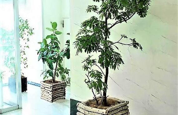 「白樺プランター」は観葉植物の緑を引き立てます◎広島市の観葉植物レンタルはグリーンポケット広島西