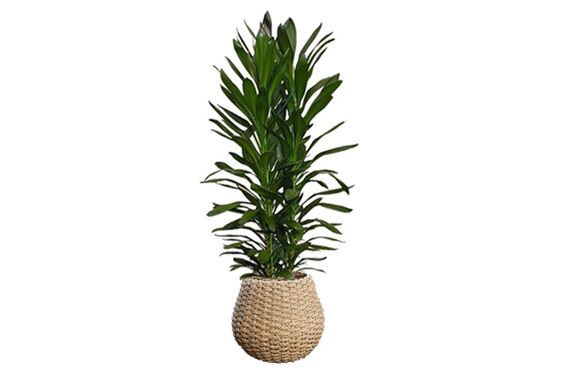 艶がある濃いグリーンで丸みを帯びた葉が特徴です◎広島市の観葉植物レンタルはグリーンポケット広島西