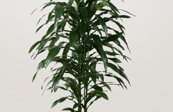 弧を描くように葉が垂れボリューム感があります◎広島市の観葉植物レンタルはグリーンポケット広島西