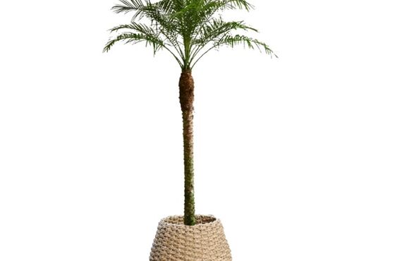 樹齢200年以上まで成長すると言われる観葉植物◎広島市の観葉植物レンタルはグリーンポケット広島西