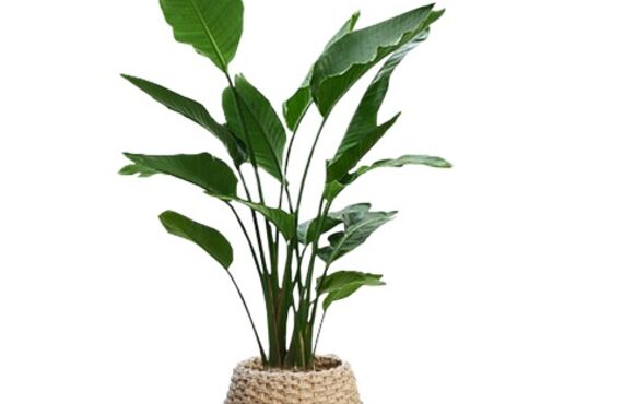 原産地のオーガスタは10ｍ以上になります◎広島市の観葉植物レンタルはグリーンポケット広島西