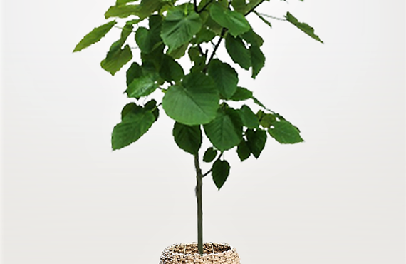 大きなハート型の葉がとてもかわいらしい観葉植物◎広島市の観葉植物レンタルはグリーンポケット広島西